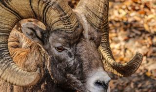 动物世界狮子与老虎